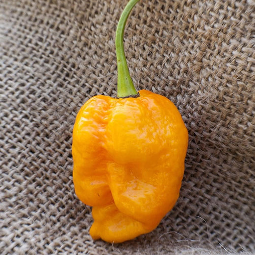 Trinidad Yellow Pepper Seeds