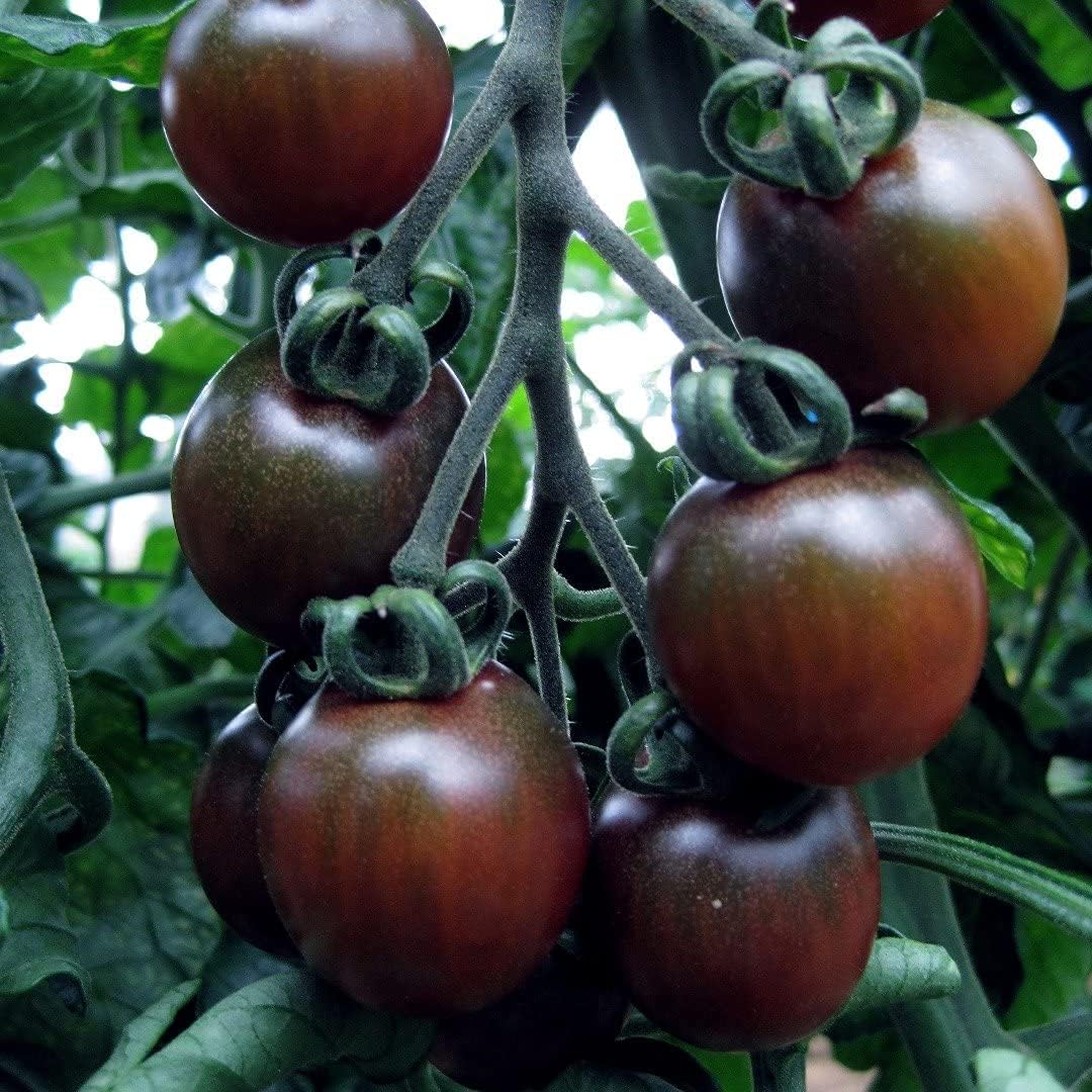 Black Early Tomato Seeds up to 50%