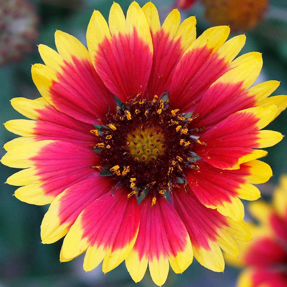 Blanket Flower Seeds