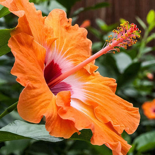 Hibiscus Flower Seeds