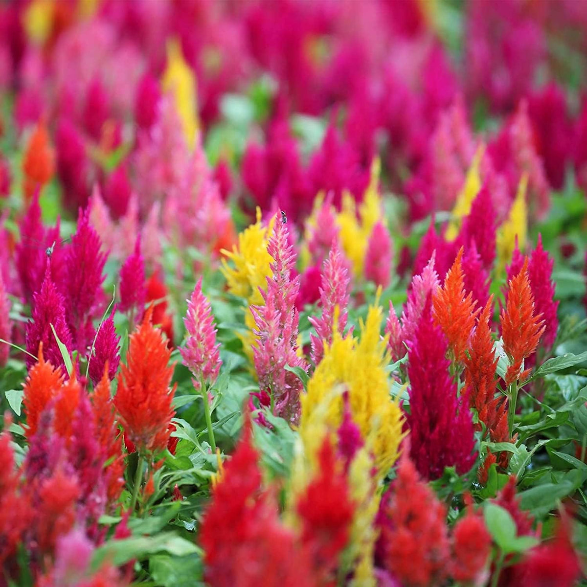 Mix Celosia Seeds