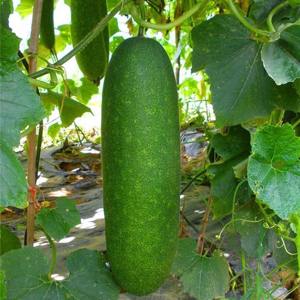 Winter Melon Wax Gourd Seeds