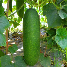 Winter Melon Wax Gourd Seeds