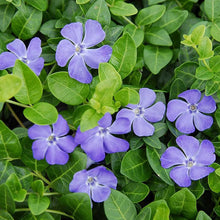 Minor Vinca Ground Cover Seeds