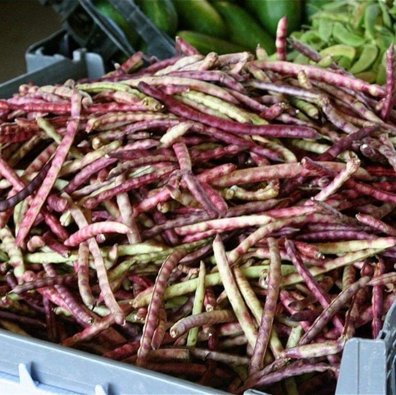 Purple Hull Pinkeye Cowpea seeds up to 50%