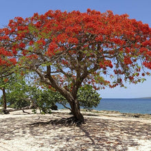 Royal Poinciana Seeds