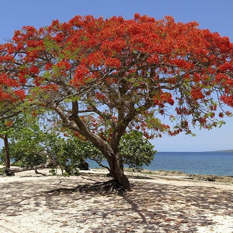 Red Flame Flamboyant Tree (Delonix regia) seeds up to 50%