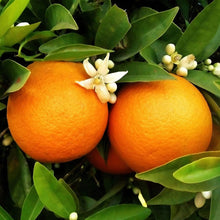 Bonsai Orange Tree Seeds