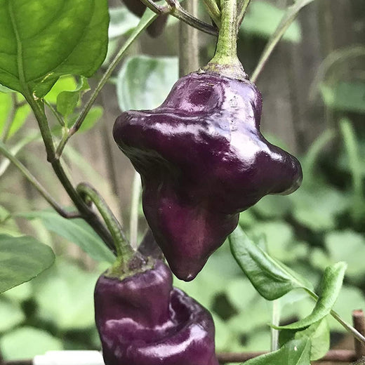 Purple UFO Pepper Seeds