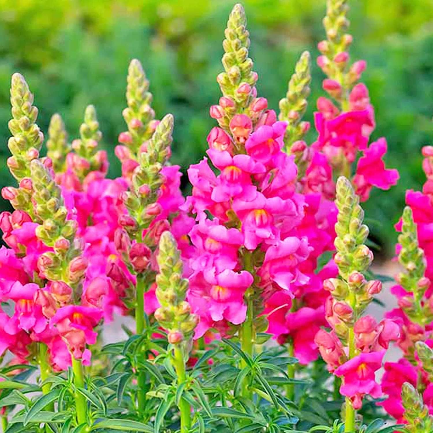 Mixed Snapdragon Flower Seeds up to 50%