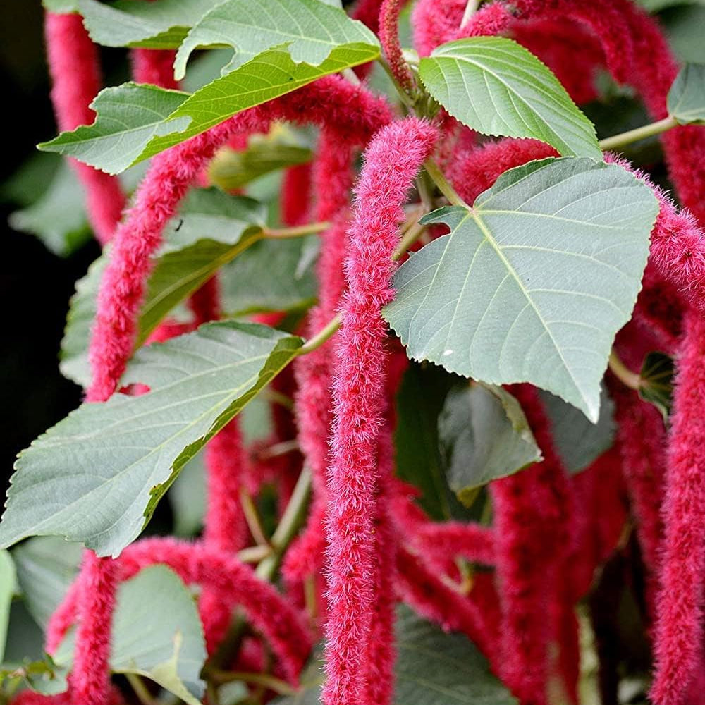 Chenille Plant Seeds