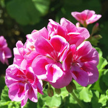 Mixed Geranium Flower Seeds