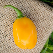 Aji Dulce Yellow Pepper Seeds