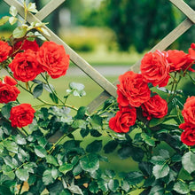 Climbing Rose Flower Seeds