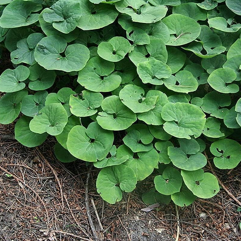 Canadian Wild Ginger Seeds