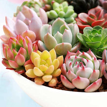 Succulent Seeds - Mix