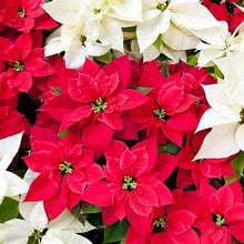 Poinsettia Flower Seeds