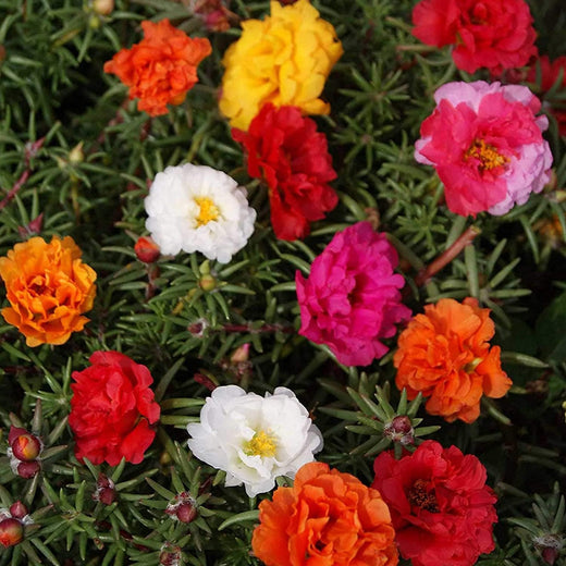 Moss Rose Flower Seeds