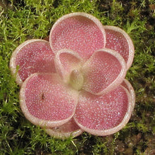 Butterwort Seeds