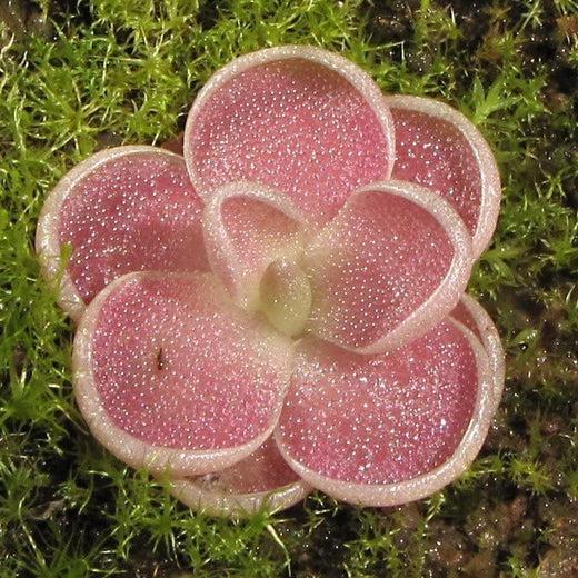 Butterwort Seeds