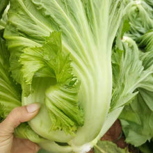 Asian Vegetable Seeds - Mix