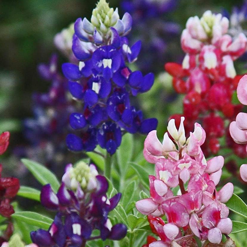 Texas Bluebonnet Seeds - Maroon