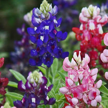 Texas Bluebonnet Seeds - Maroon