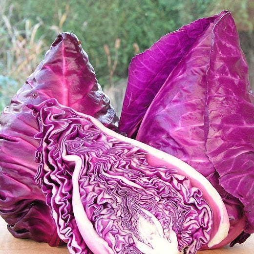Red Kalibos Cabbage Seeds