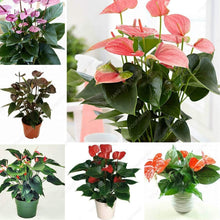 Purple Anthurium Flower Seeds