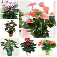 Purple Anthurium Flower Seeds