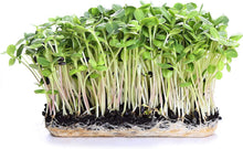 Black Oil Sunflower Seeds