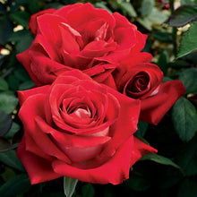 Mixed Rose Flower Seeds Colorful Garden Blooms