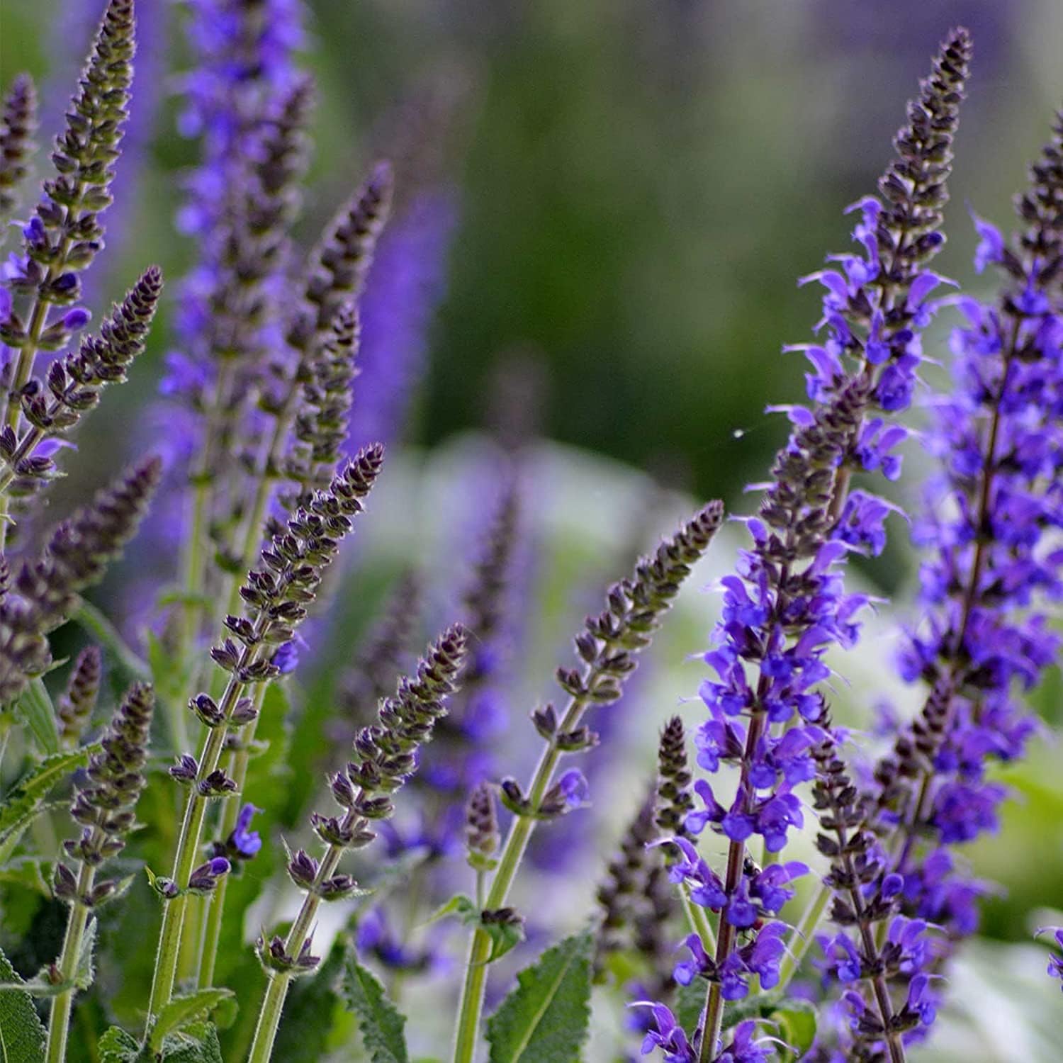 Blue Salvia Flower Seeds up to 50%