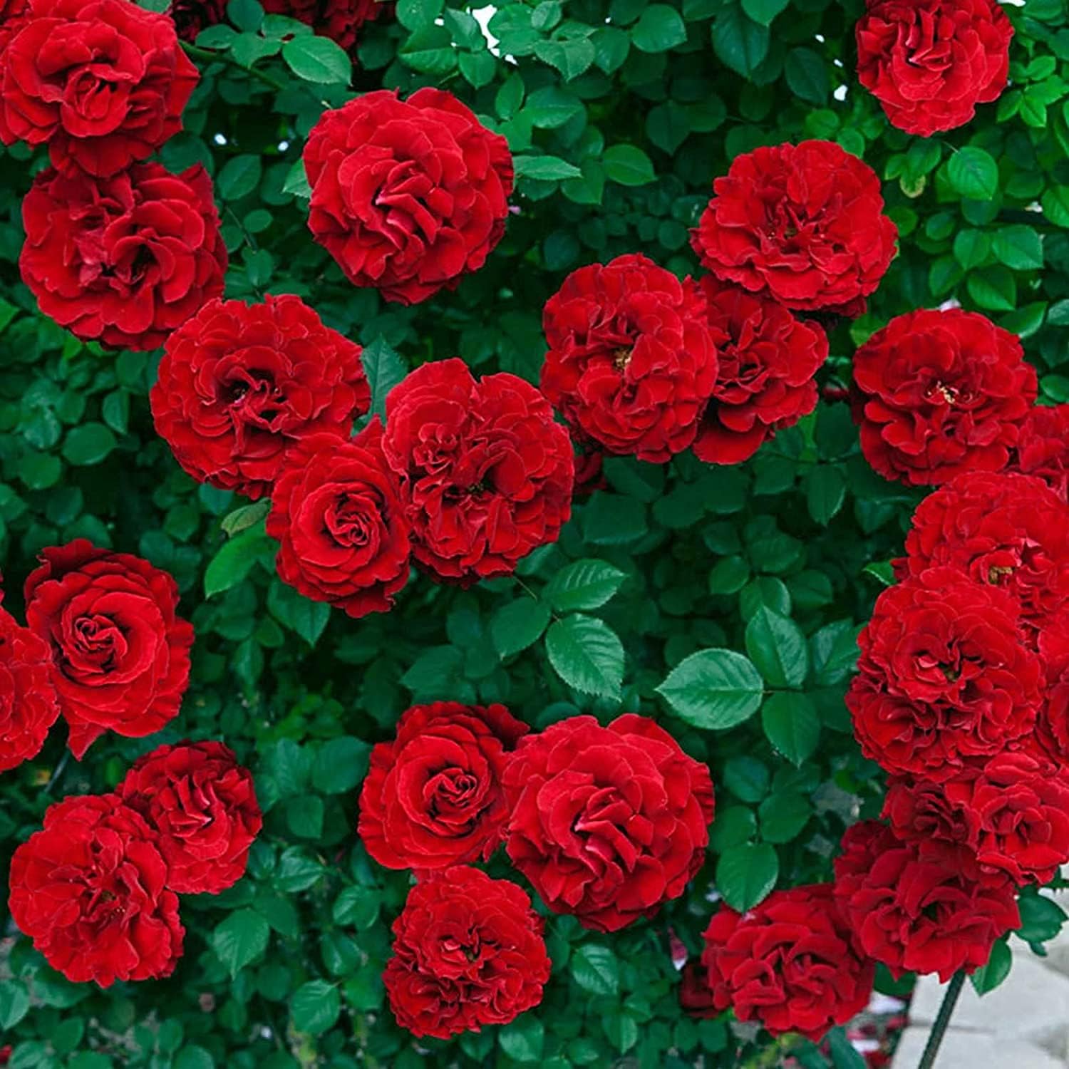 Climbing Rose Flower Seeds up to 50%
