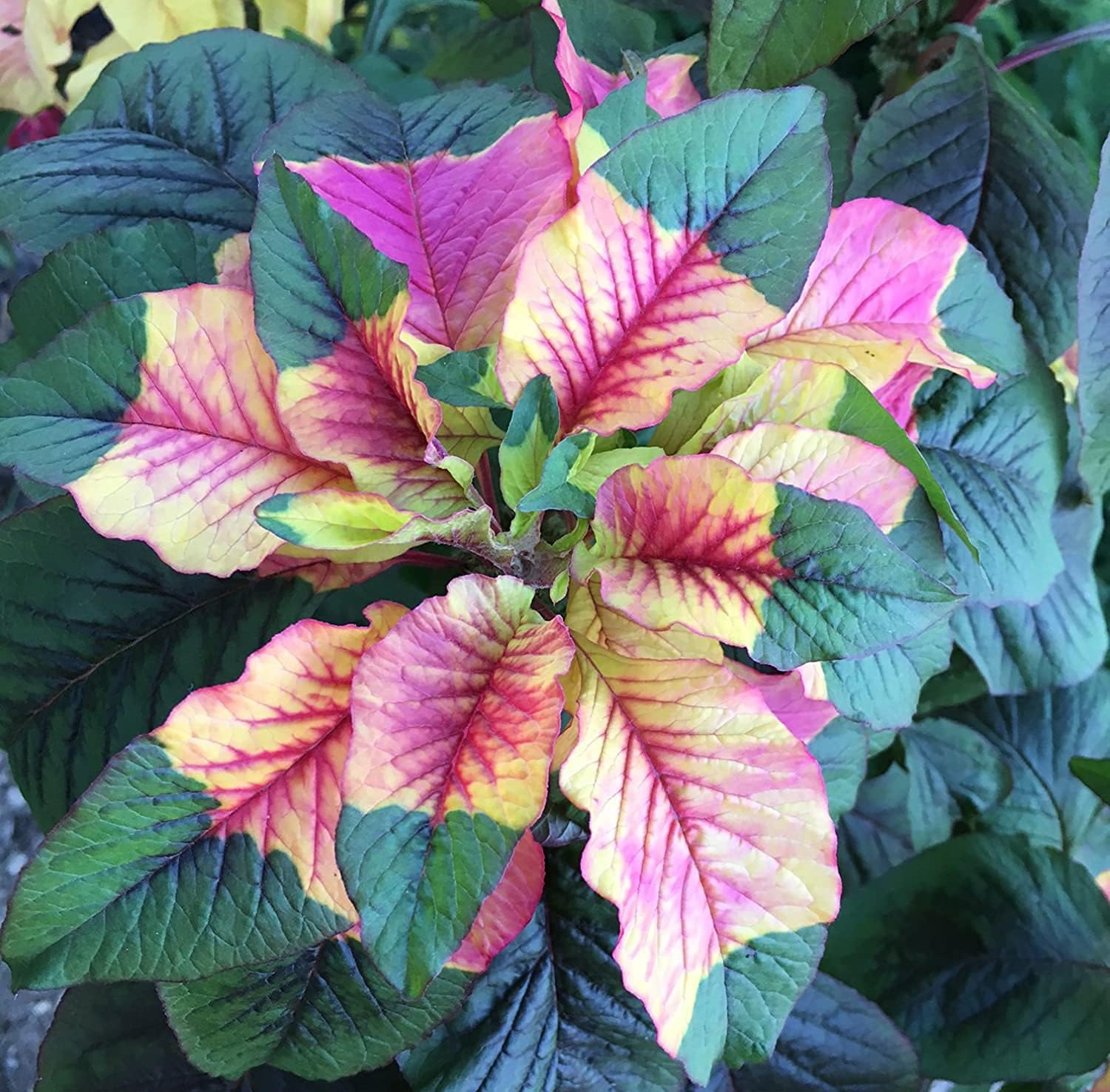 Joseph's Coat Amaranthus Tricolor Seeds – up to 50%
