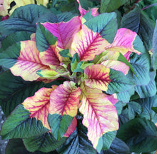 Josephs Coat Amaranth Seeds