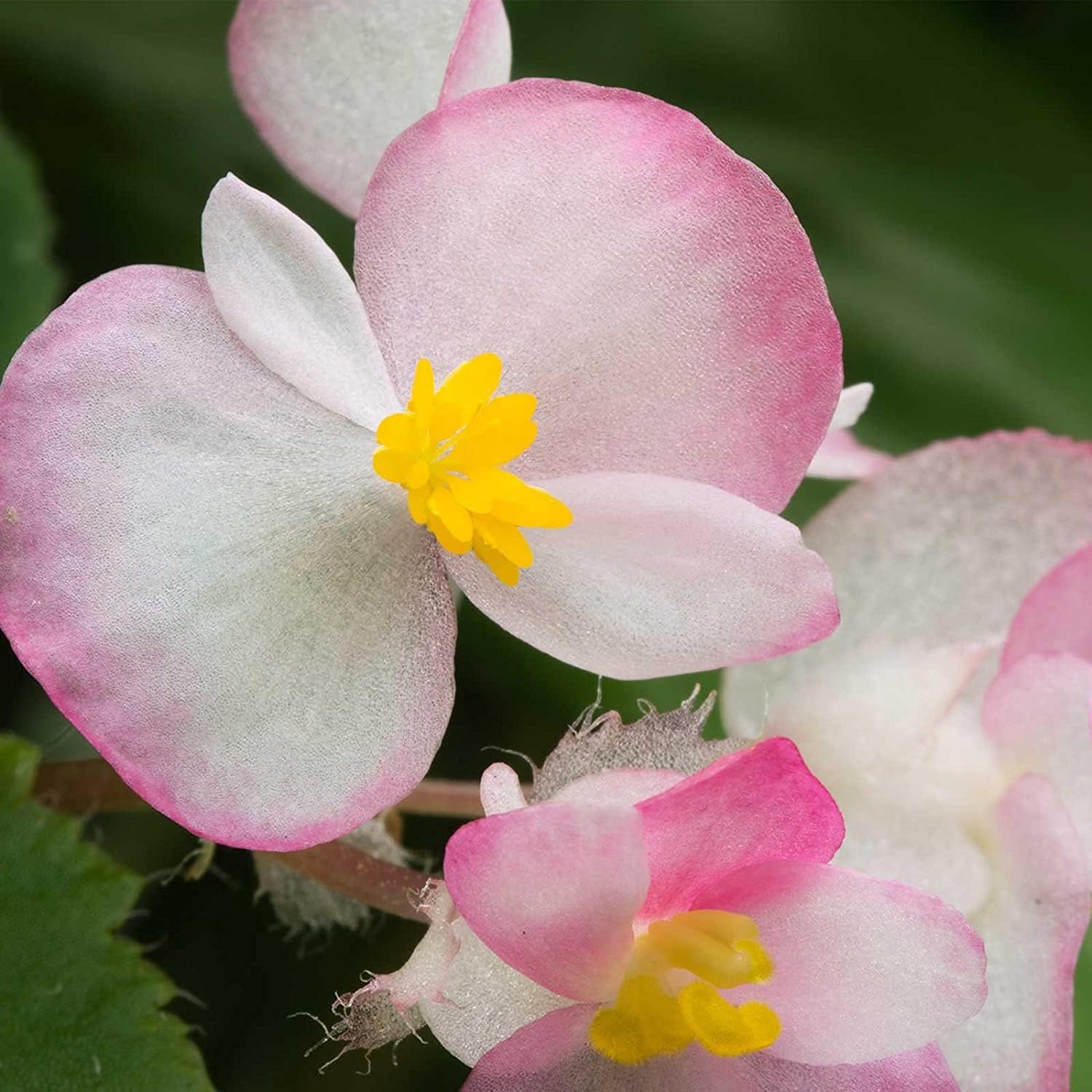 Fibrous Begonia Cocktail Series Seeds ¨C Rum (White &amp; Red) | up to 50%