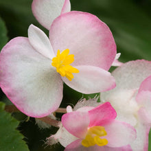 Fibrous Begonia Seeds - Rum