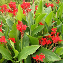 Canna Edulis Seeds