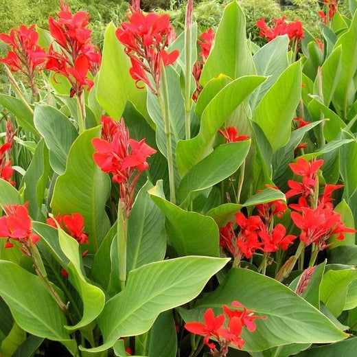 Canna Edulis Seeds