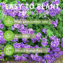 Double Geranium Seeds - Violet