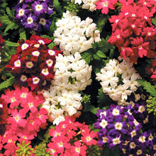Dwarf Verbena Seeds