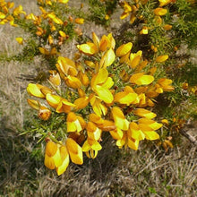 Common Gorse Seeds