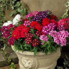 Dwarf Verbena Seeds