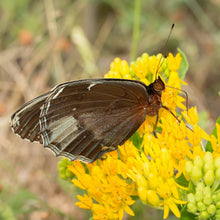 Hello Yellow Butterfly Milkweed Seeds