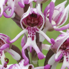 Monkey Orchid Flower Seeds