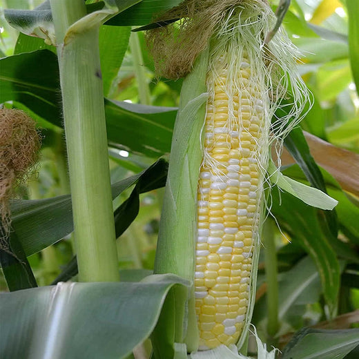 Peaches & Cream Corn Seeds