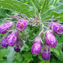 Comfrey Seeds