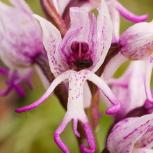 Monkey Orchid Flower Seeds