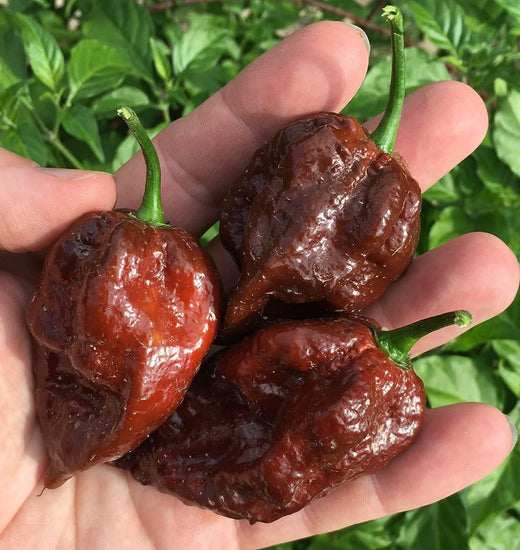 Kraken Scorpion Pepper Seeds